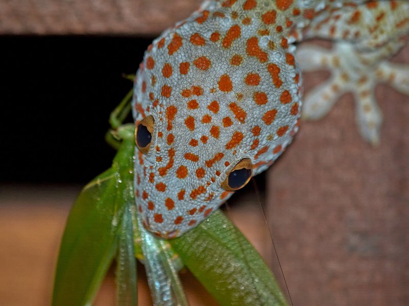 Gapang, Gecko, Cricket